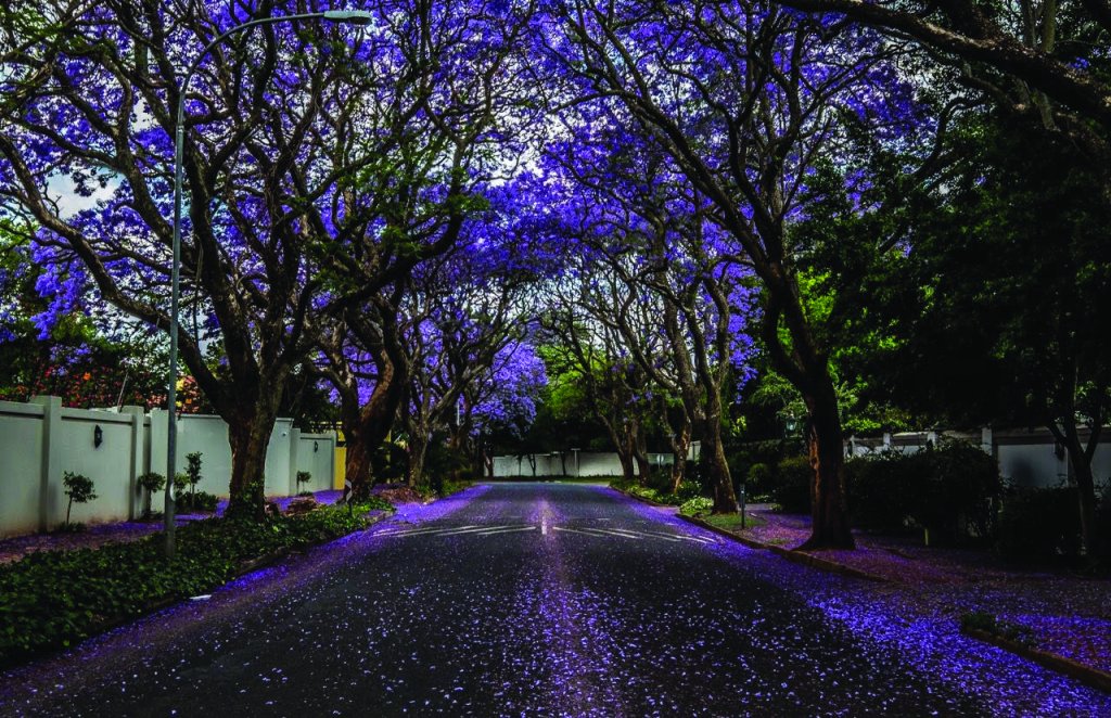In Suburbia